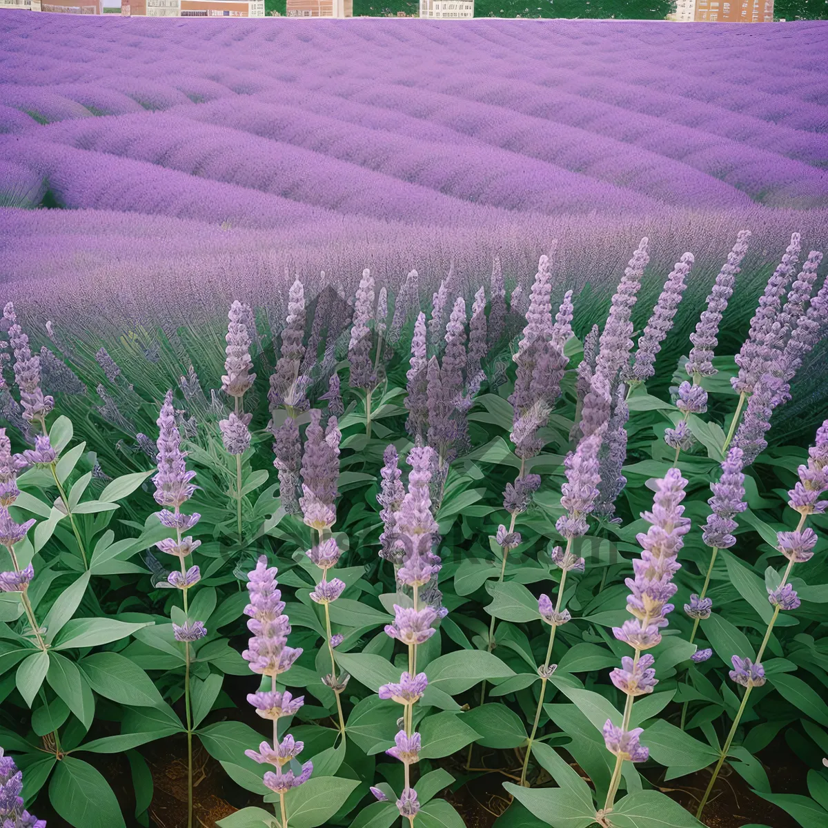 Picture of Lupine blossom in a vibrant meadow