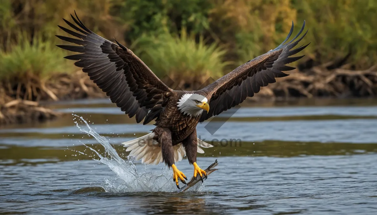 Picture of Bald Eagle Flying in the Wild