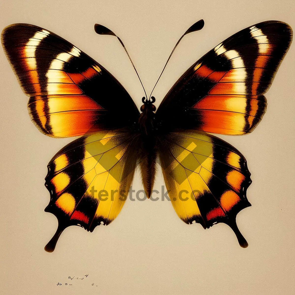 Picture of Colorful Butterfly Flying with Orange Wings