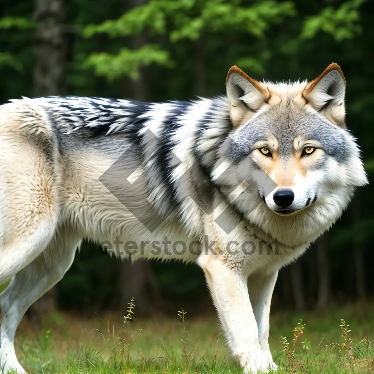 Picture of Majestic Timber Wolf Captivating with Intense Gaze