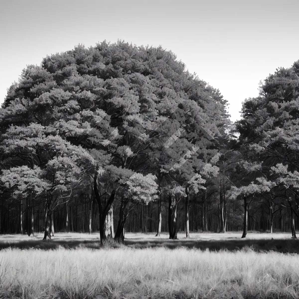 Picture of Serene Spring Landscape: Silver Trees in Snowy Field