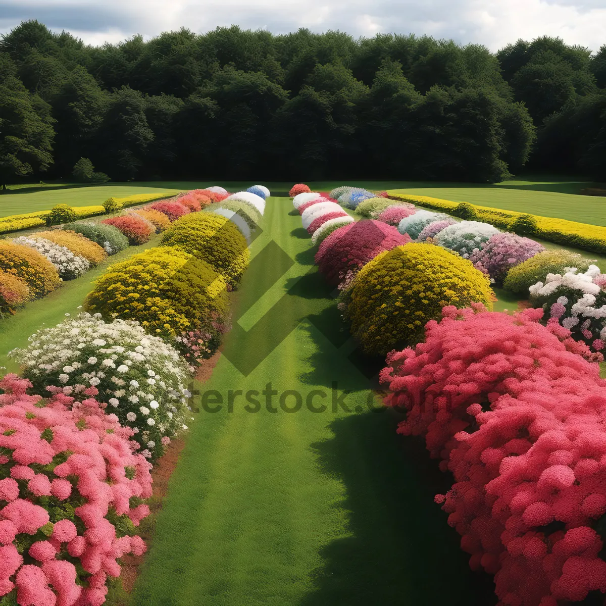 Picture of Vibrant Raspberry Garden Delights with Fresh Harvest