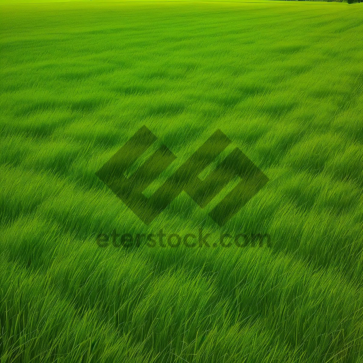 Picture of Verdant countryside expanse with lush grass.