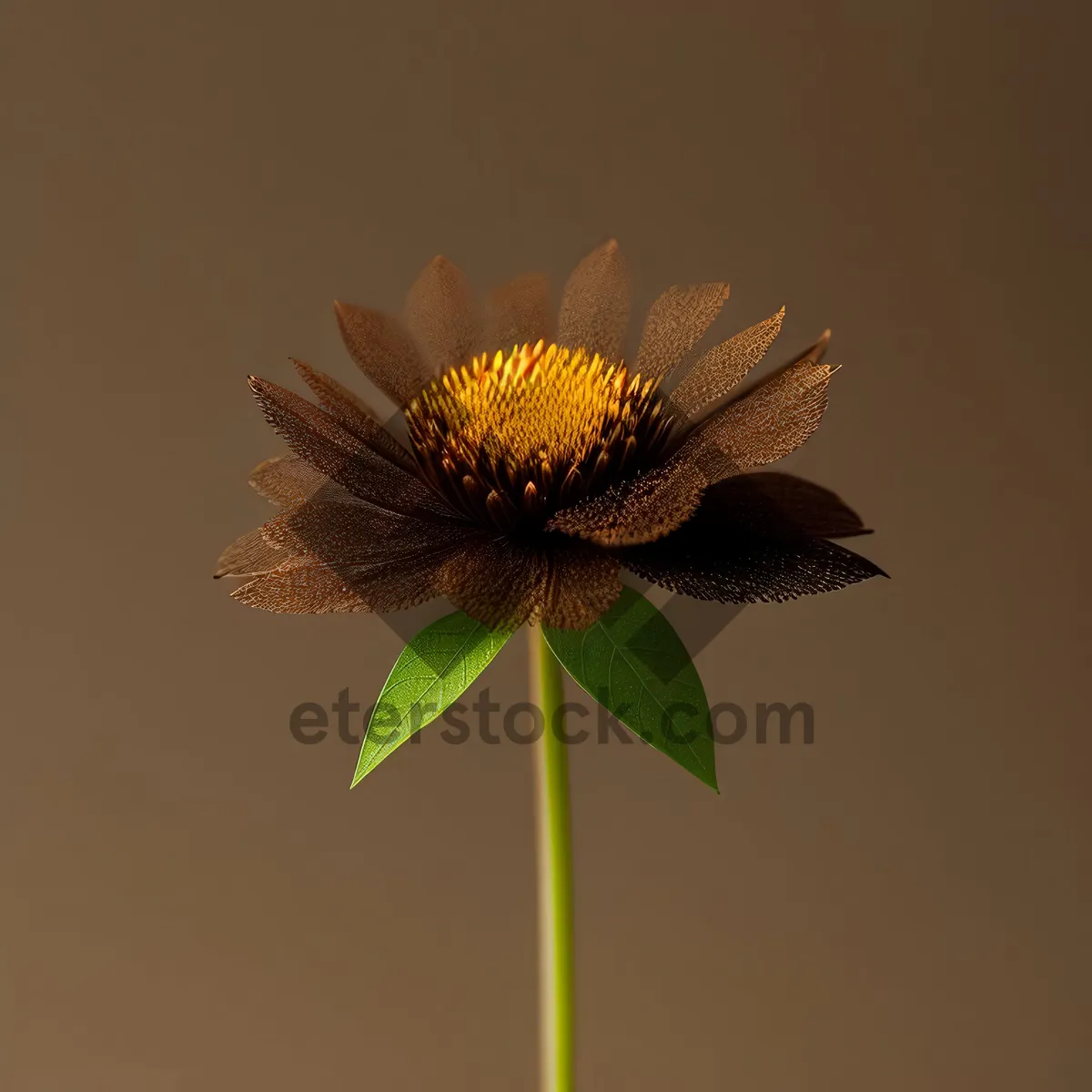 Picture of Vibrant sunflower in bright summer sunlight