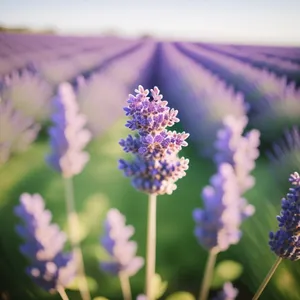 Vibrant Lavender Blossoms in Rural Meadow