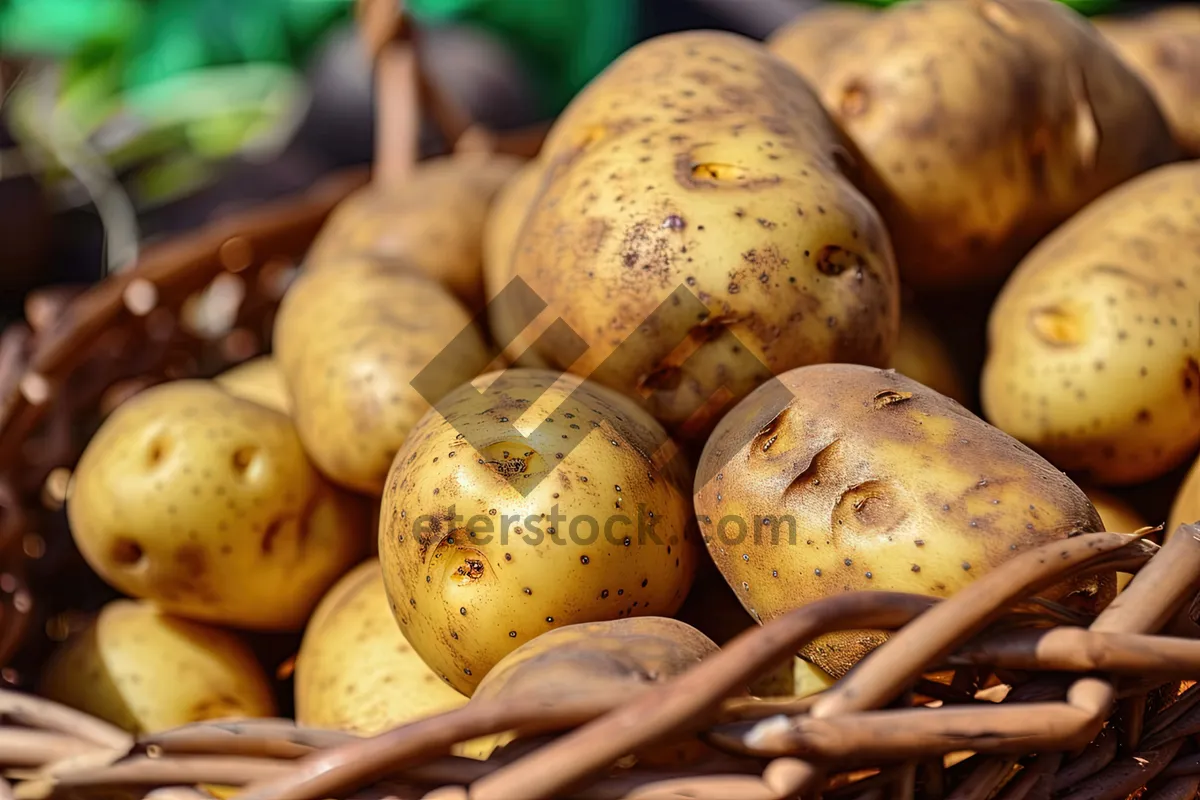 Picture of Fresh Yellow Banana - Organic and Nutritious Fruit