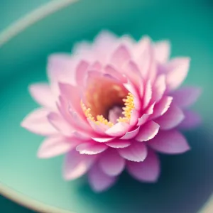 Bright Pink Lotus Blossom in Bloom