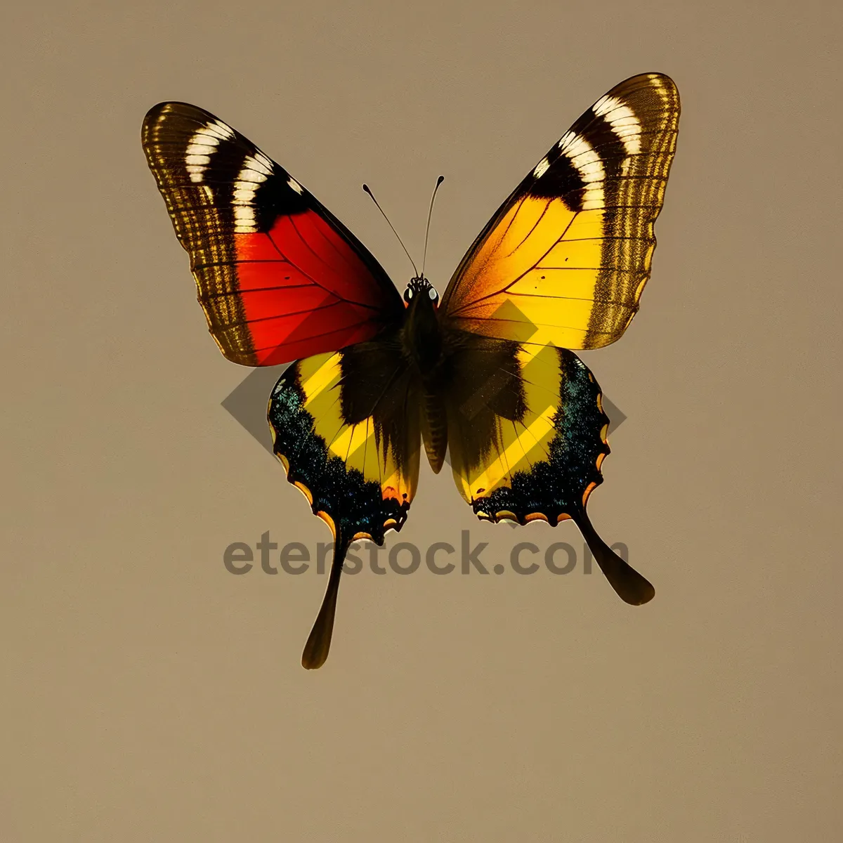 Picture of Colorful Butterfly Among Summer Blooms