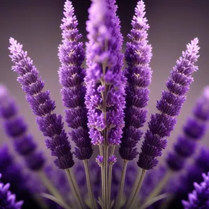 Lavender Fields: Aromatic Blooms in the Countryside