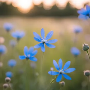 Blooming summer garden flora with vibrant flowers