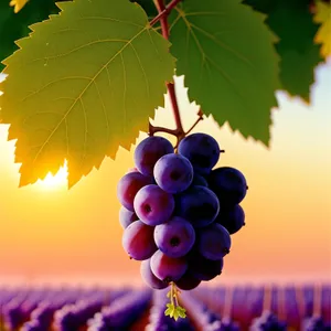 Colorful Autumn Harvest of Ripe Grapes