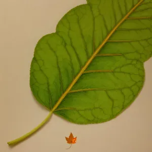 Vibrant Leaf Veins in Nature's Garden