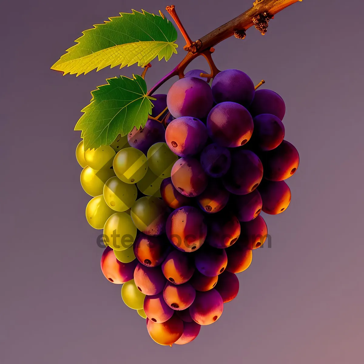 Picture of Juicy Autumn Harvest: Organic Muscat Grape Cluster