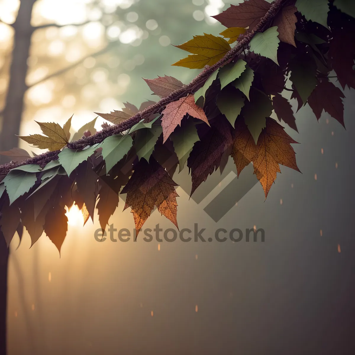 Picture of Majestic Autumn Maple Tree in Sunlit Forest