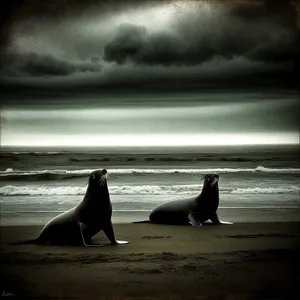 Playful Sea Lion on Sandy Beach