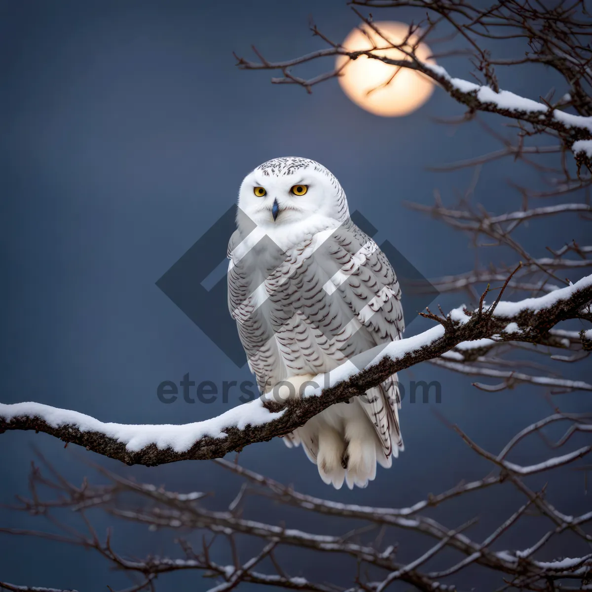 Picture of Predator bird with sharp talons and feathers.