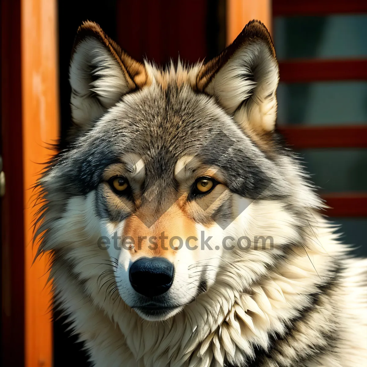 Picture of Brown Timber Wolf Canine Portrait - Majestic and Wild