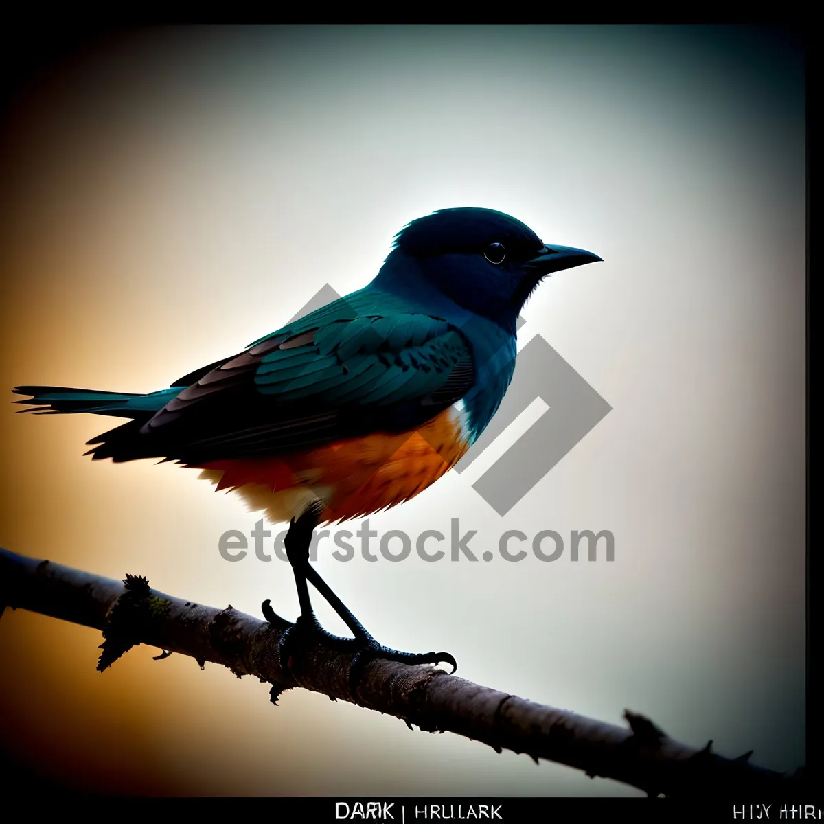 Picture of Wild Robin perched on branch with vibrant feathers.