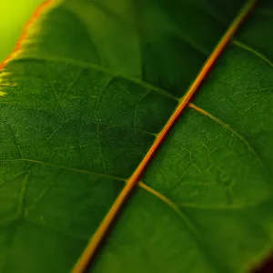 Leafy Arthropod Wandering Through Lush Foliage