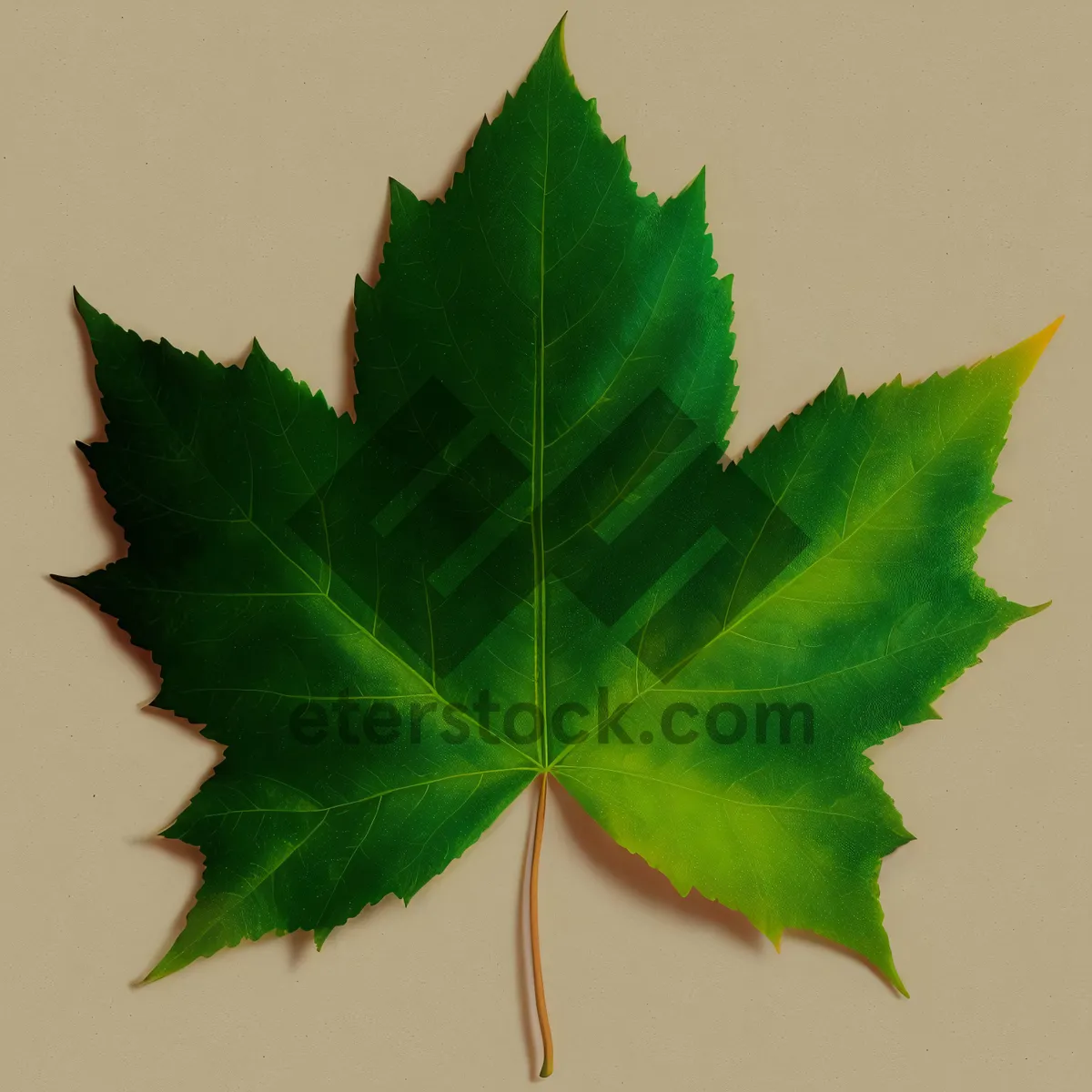 Picture of Vibrant Autumn Maple Leaf in Forest