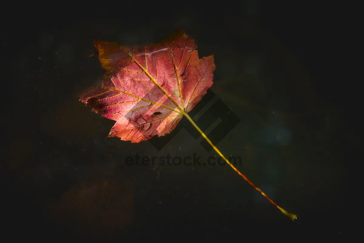 Picture of Autumn leaf in vibrant colors in natural sunlight floating on water surface in forest during fall