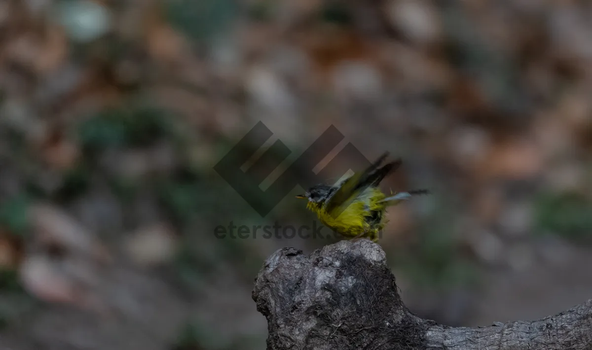 Picture of Yellow warbler perched on garden branch with beak.