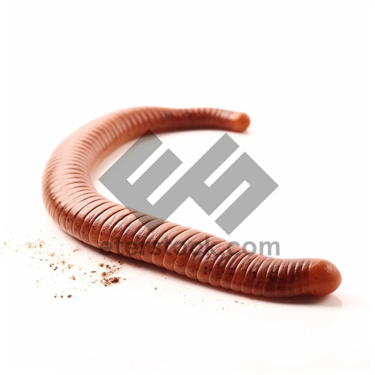 Picture of Millipede - Invertebrate Arthropod Cleaner