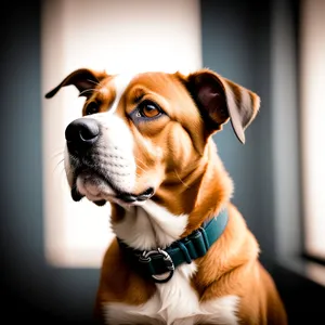 Adorable Boxer Puppy - Purebred Canine Friend