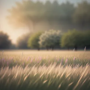 Sunlit Farm Landscape with Rolling Hills