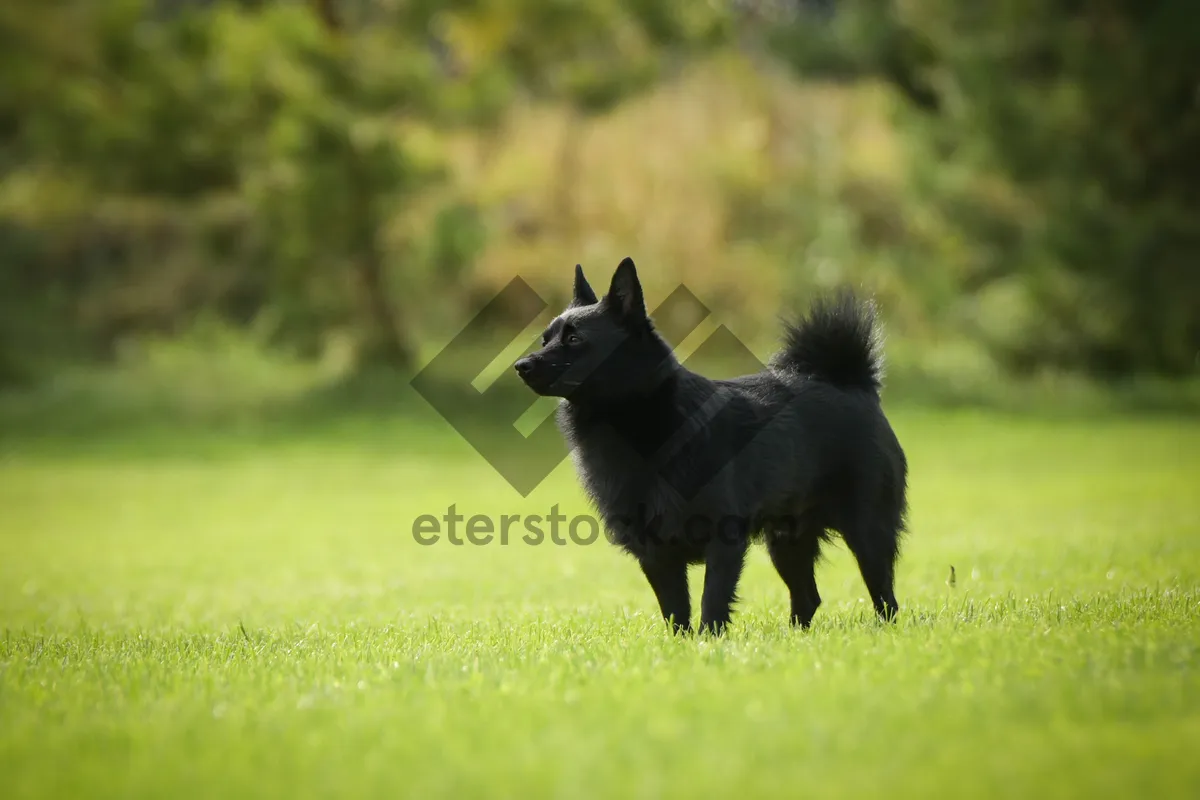 Picture of Cute Cat and Dog Playing on Grass