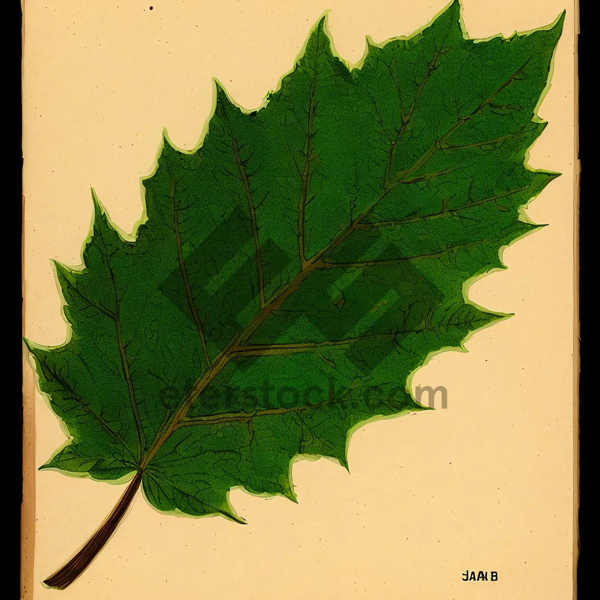 Picture of Vibrant Maple Leaf in Autumn Foliage