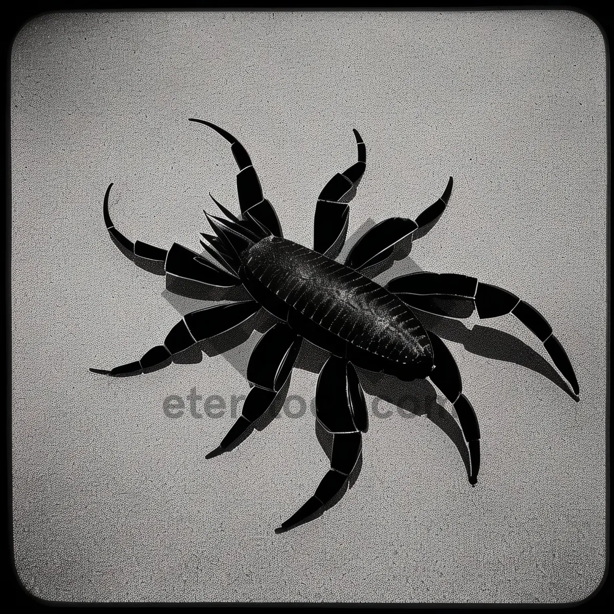 Picture of Scorpion Claw: False Arachnid Arthropod Invertebrate