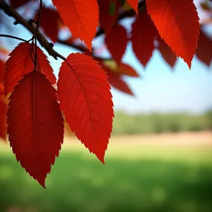 Autumn Maple Leaves in Vibrant Fall Colors