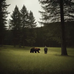 Rural Grazing: Herd of Wild Horses in Brown Meadow