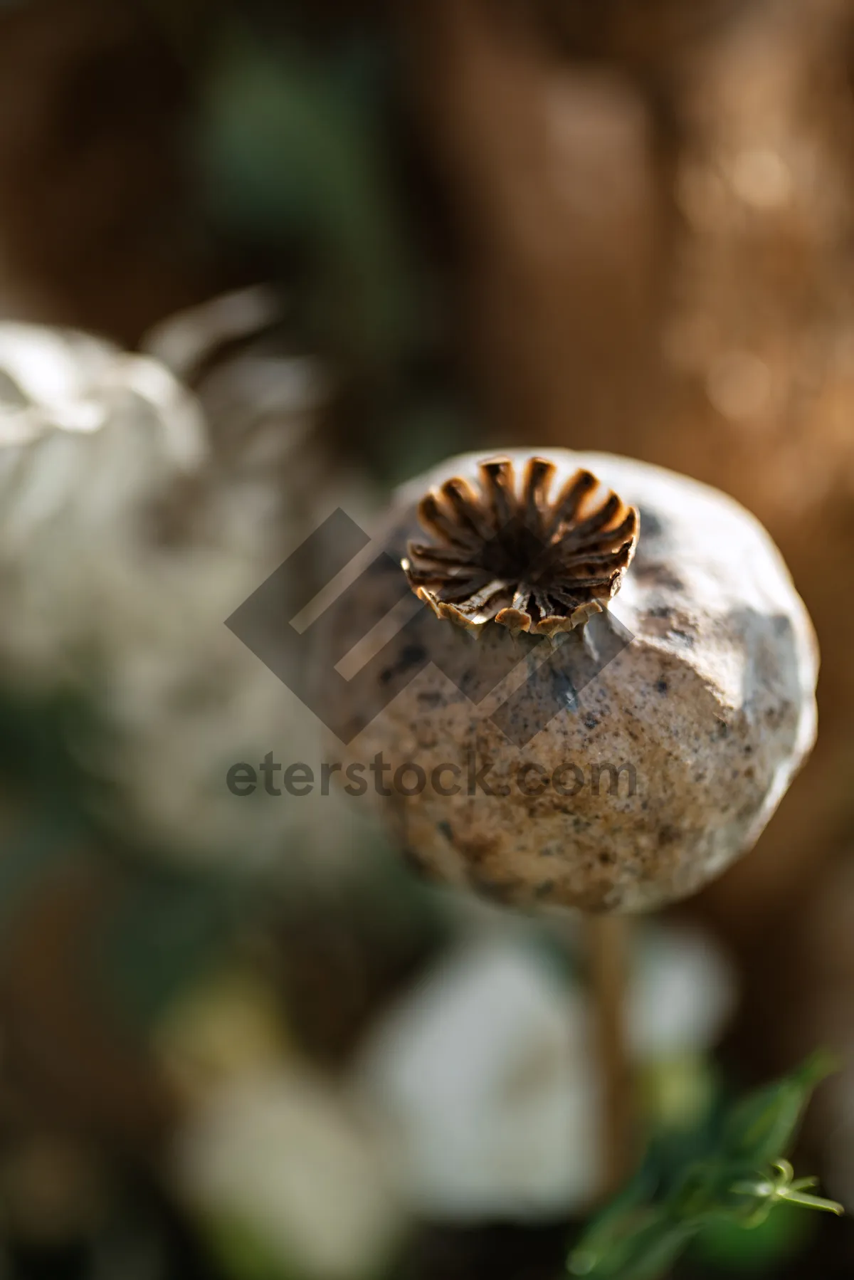 Picture of Gastropod mollusk feeding on plant invertebrate mushroom.