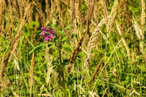 Summer lavender blooms in rural countryside meadow