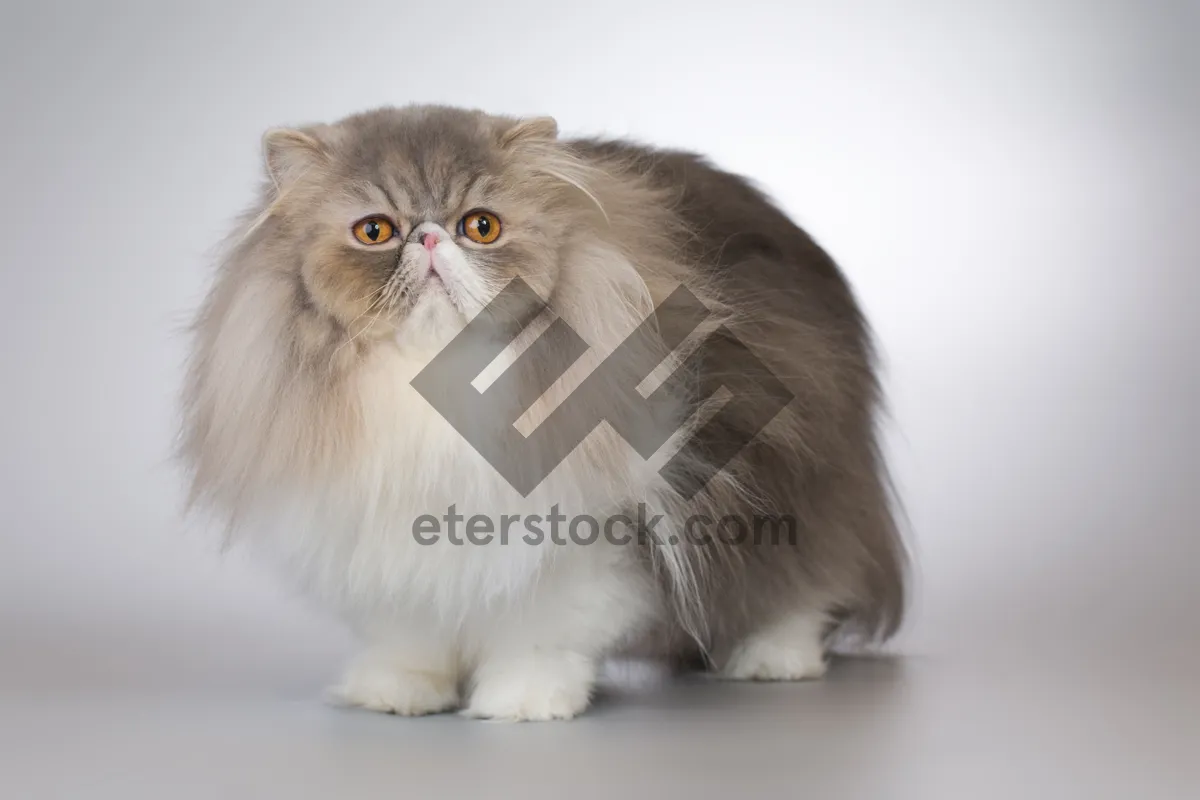 Picture of Gray Kitten with Curious Eyes and Fluffy Fur