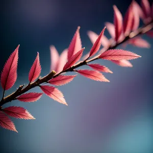 Maple Leaf in Pink Floral Design