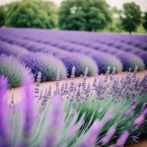 Lavender Blossoms in Vibrant Field of Colors