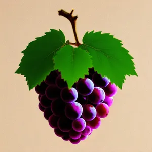 Ripe Grape Bunch in Lush Vineyard