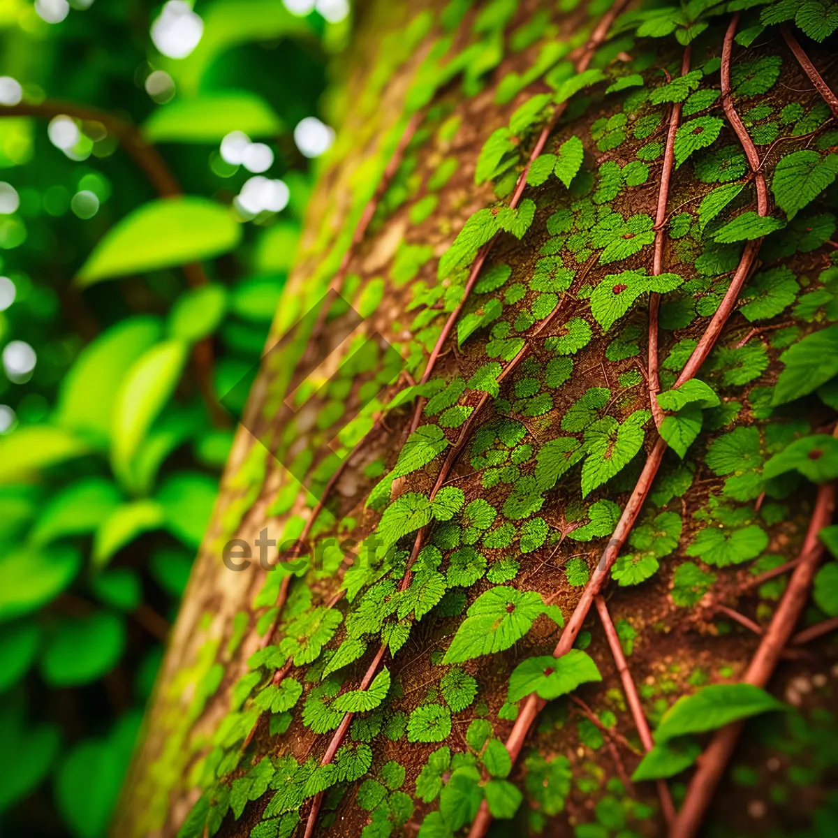 Picture of Lush Tropical Forest Foliage with Ferns.