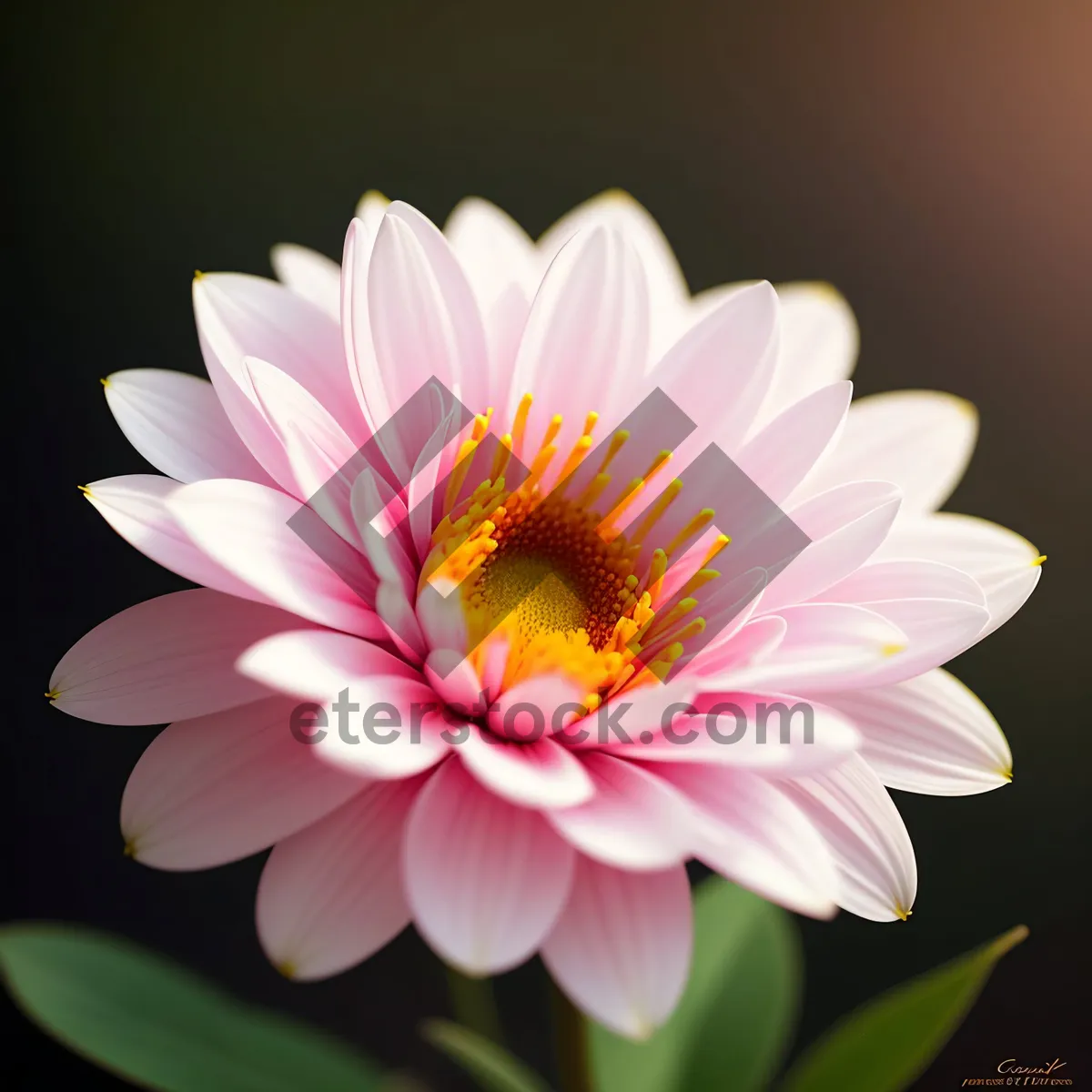 Picture of Pink Lotus Blossom in Full Bloom