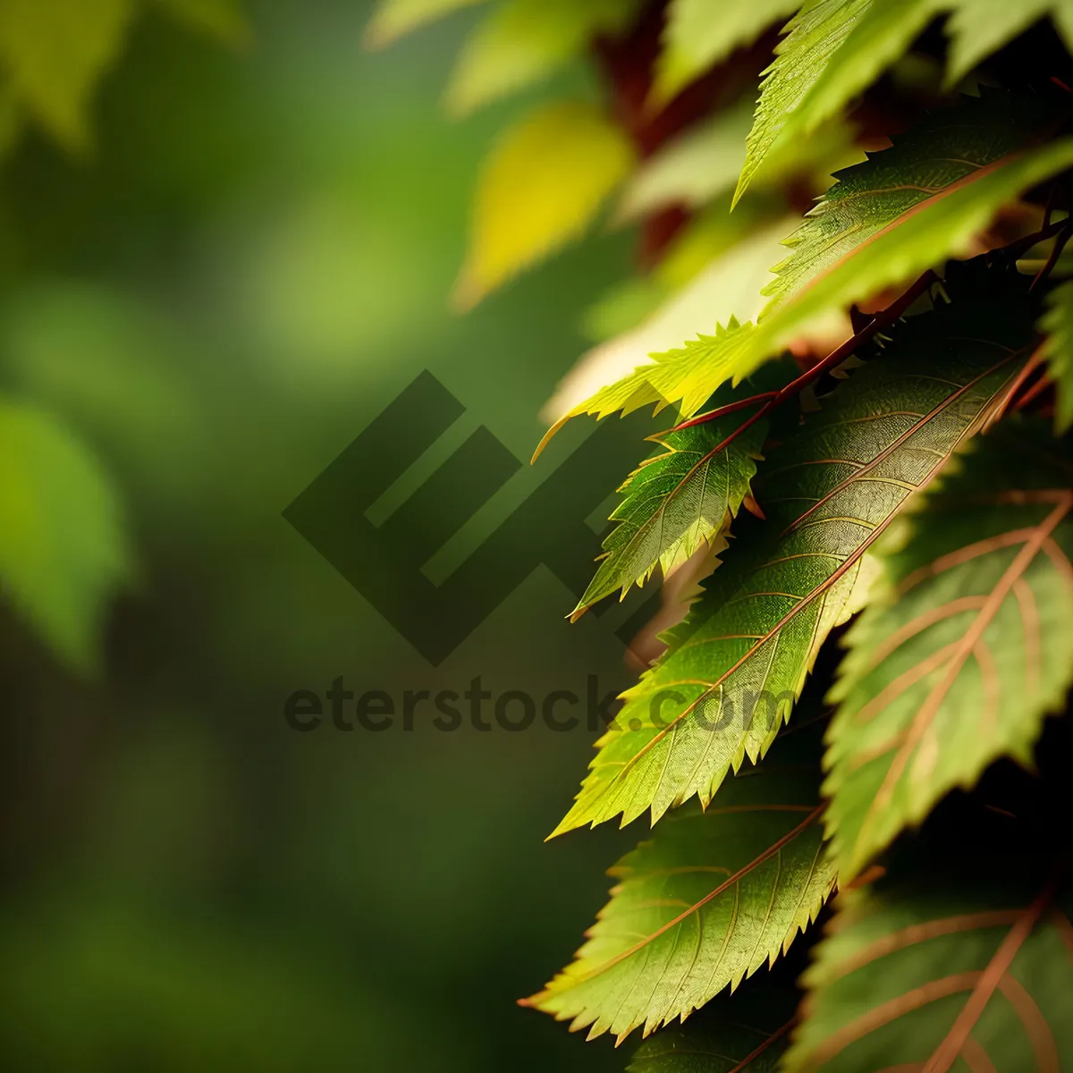 Picture of Lush Maple Leaves in Bright Forest