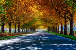 Autumn Park Bench in Golden Forest Landscape