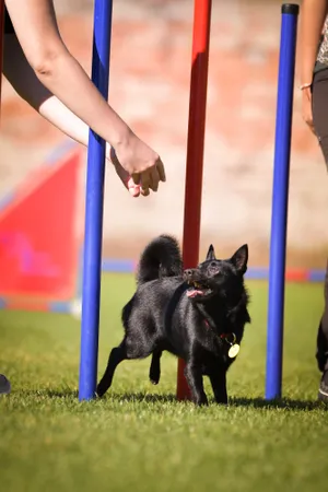 Dog is running slalom on his agility training on agility summer camp czech agility slalom.