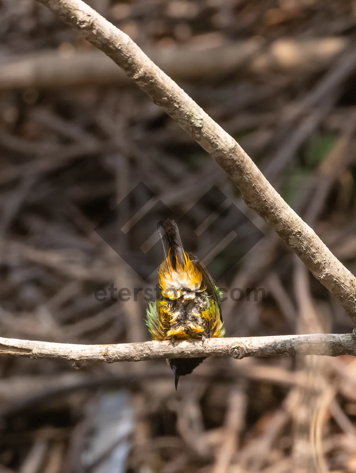 Picture of Closeup of yellow wasp on spring flower