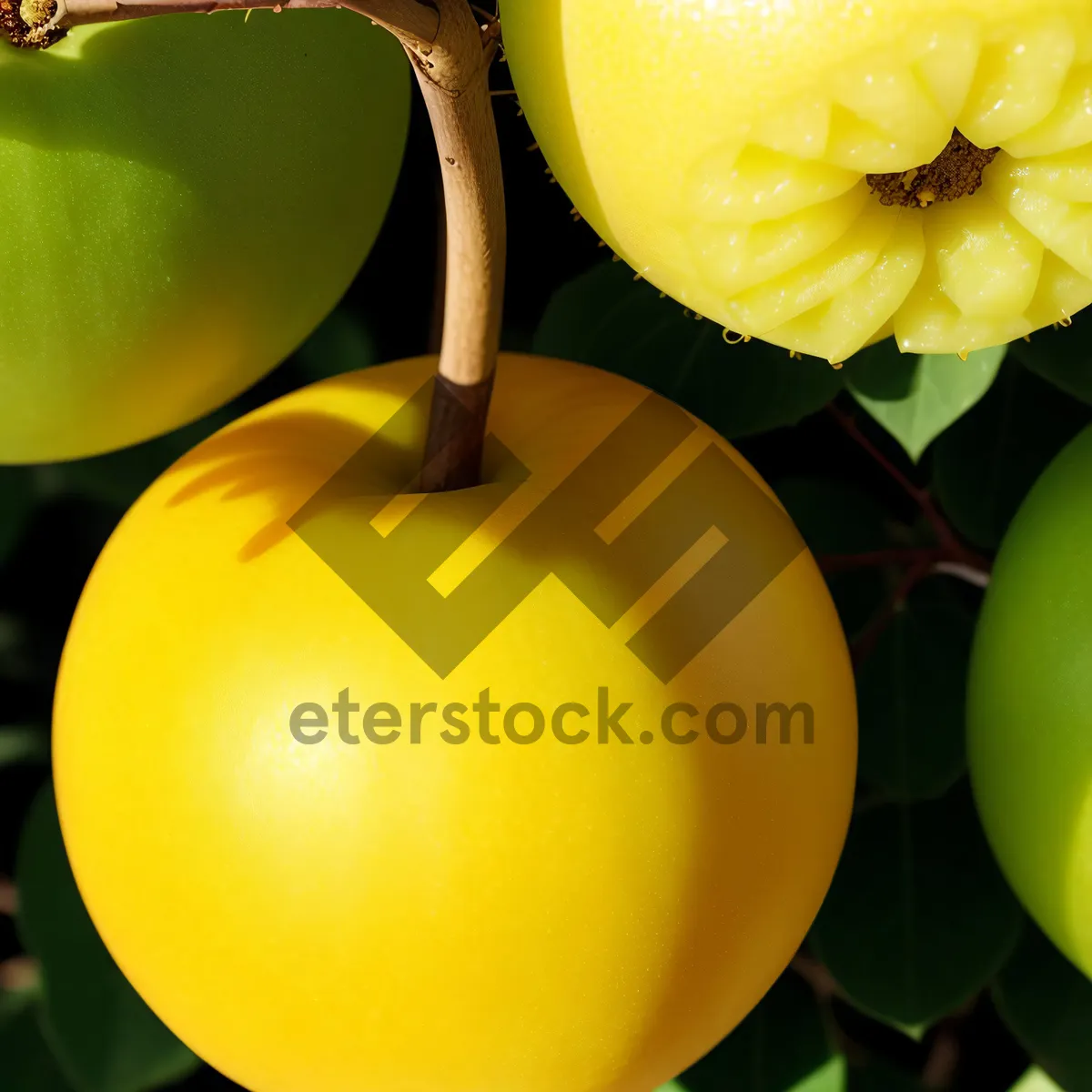 Picture of Golden Delicious Apple - Fresh, Juicy and Nutritious