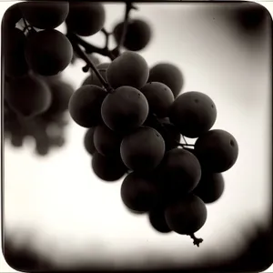Delicious Fall Harvest: Ripe Sweet Grapes at Vineyard