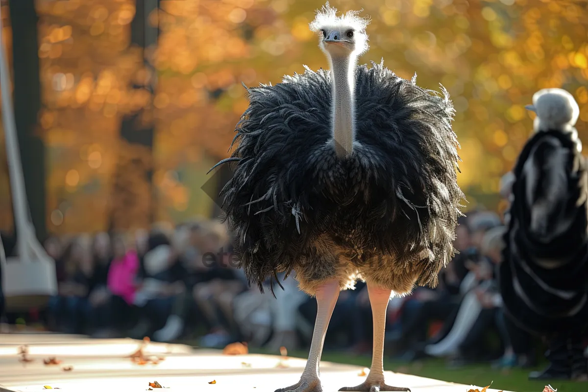 Picture of Wild Ostrich with Long Beak and Feathers