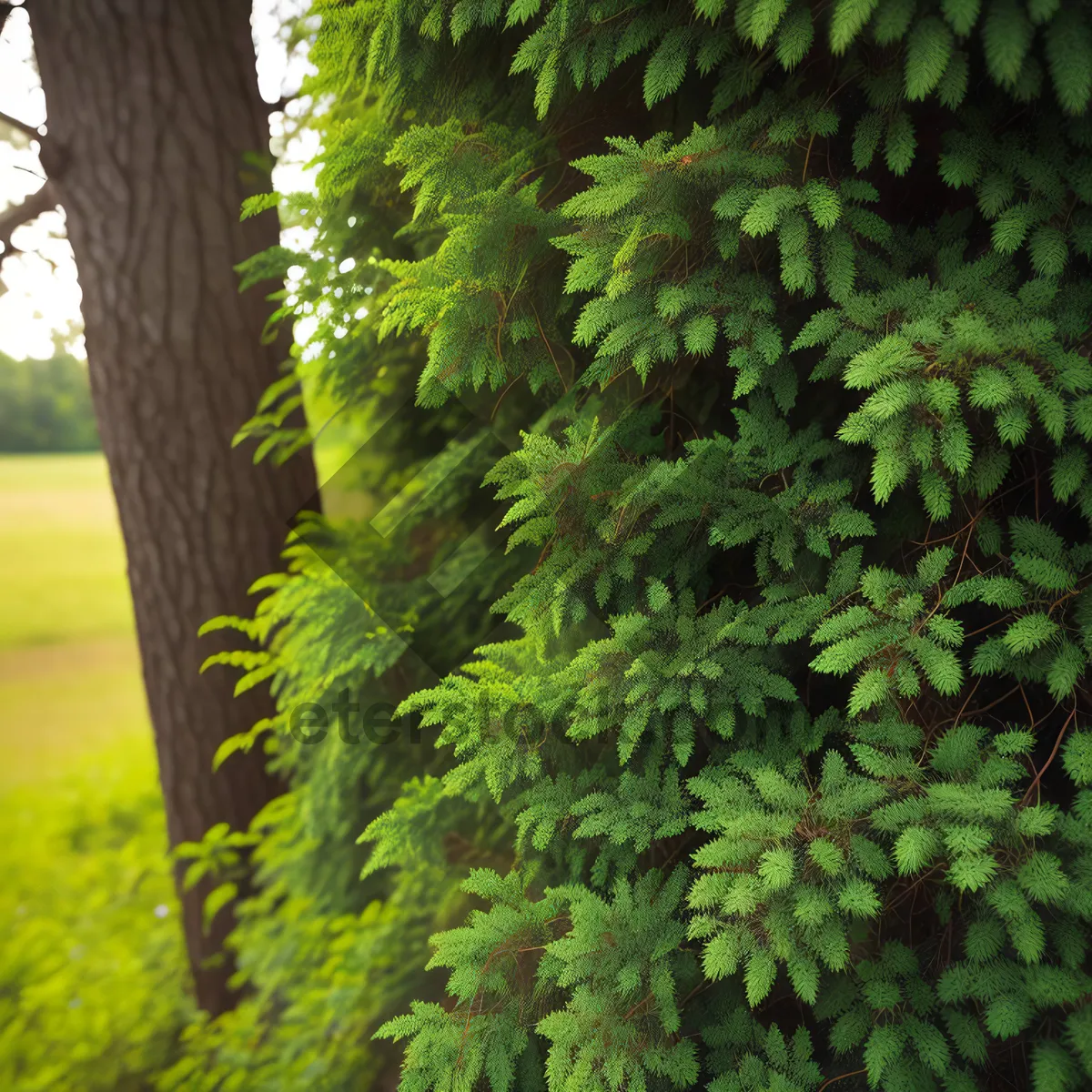 Picture of Serene Forest Green Ferns in Lush Woods